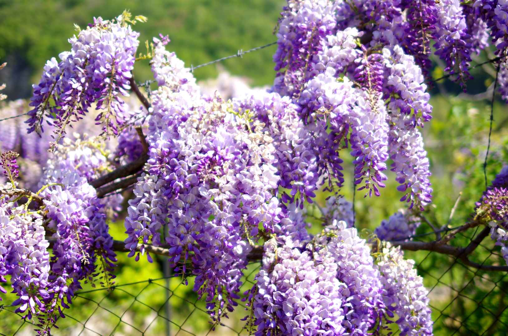 紫藤花花簇壁纸图片