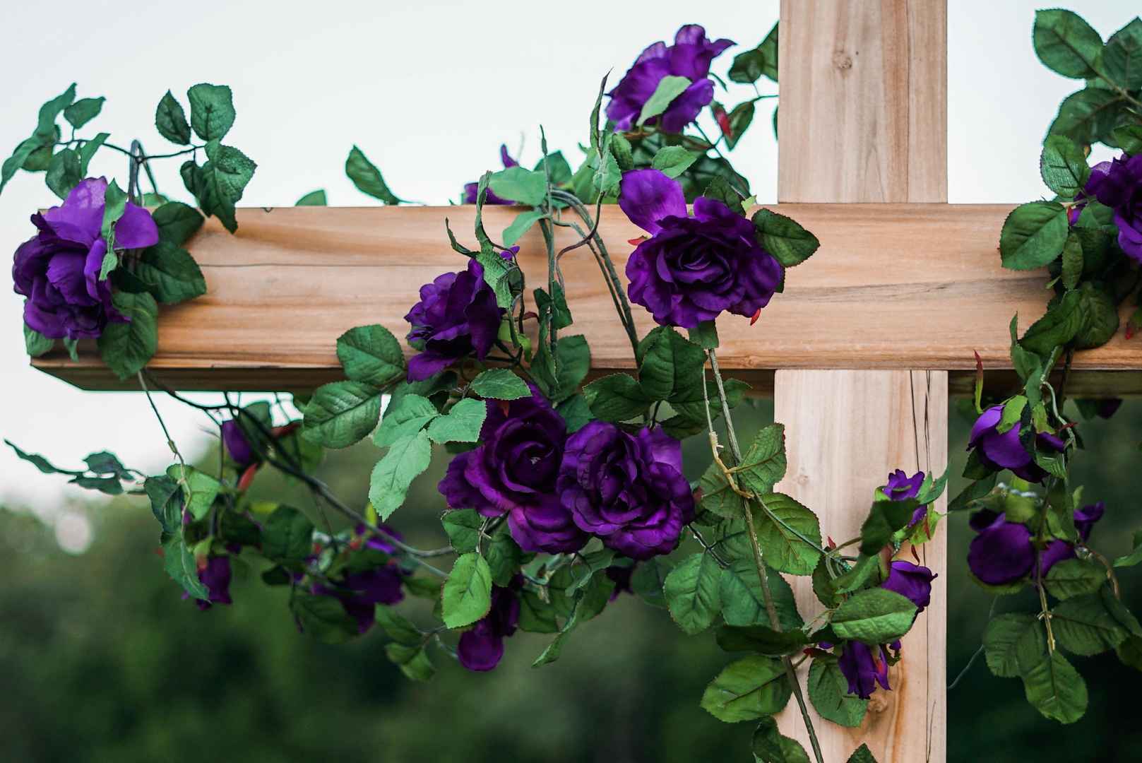 紫色玫瑰花浪漫壁纸图片