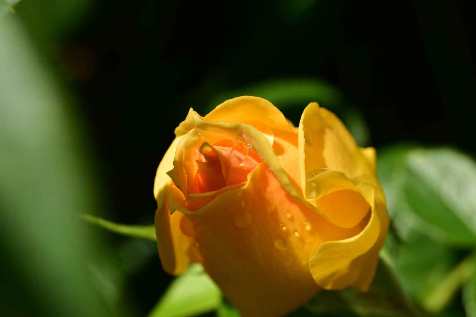 玫瑰黄色花苞图片