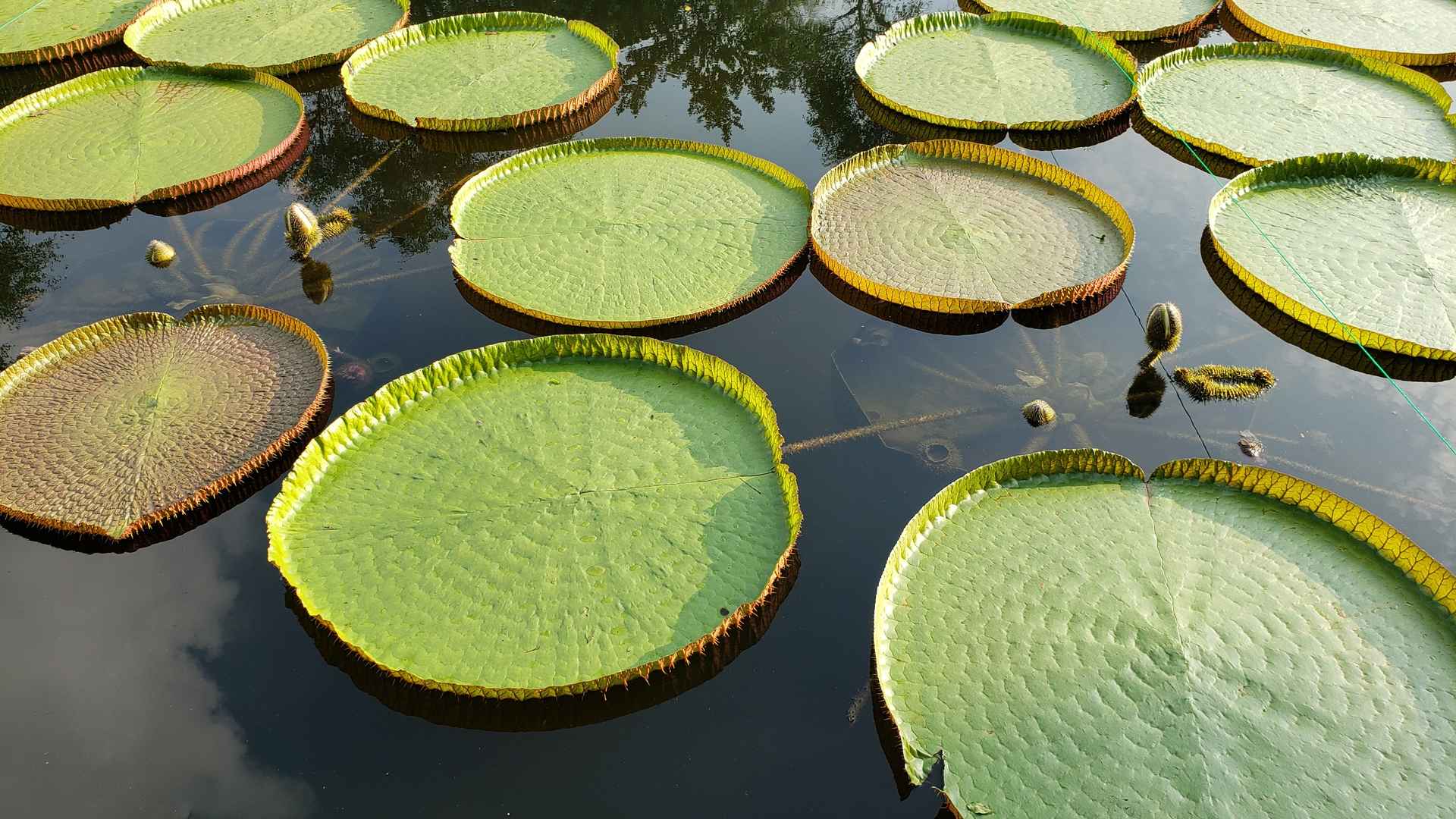 池塘莲蓬荷叶图片
