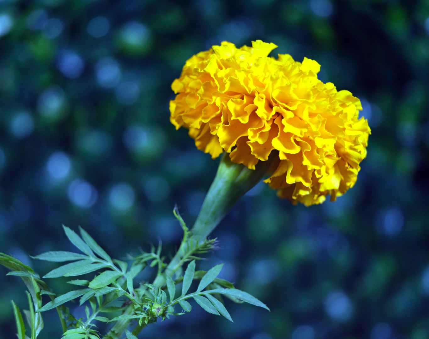 黄色万寿菊花朵图片