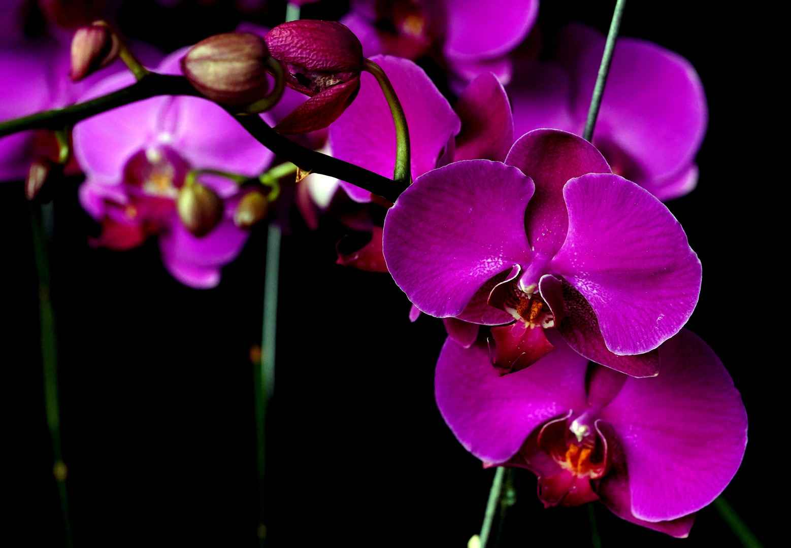 蝴蝶兰紫色图片