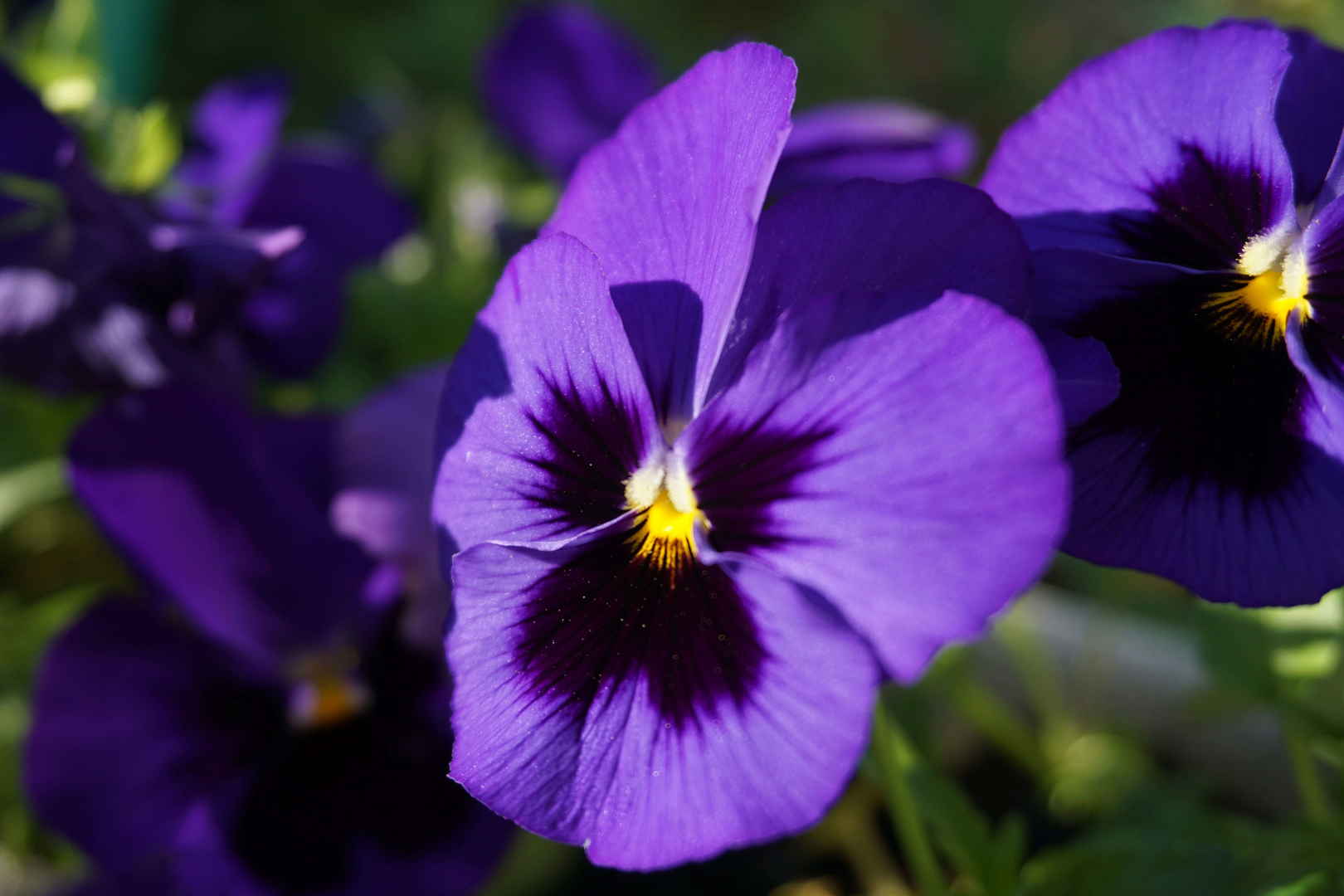 紫色三色堇图片