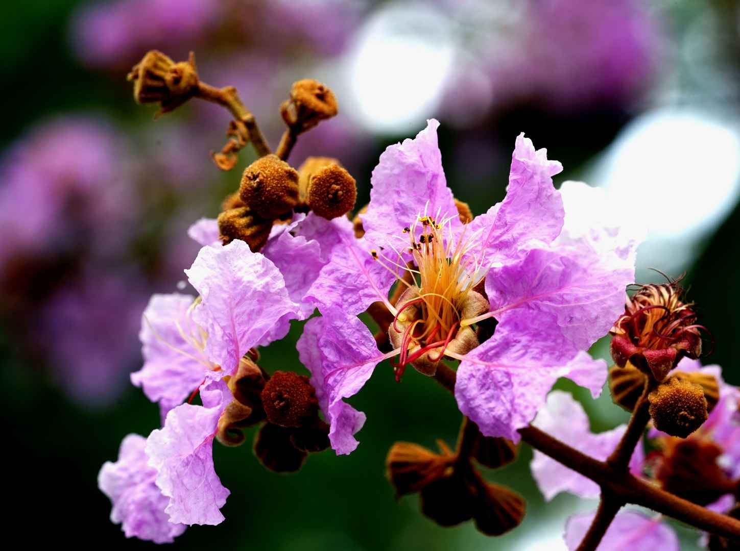 紫薇花花朵壁纸图片-