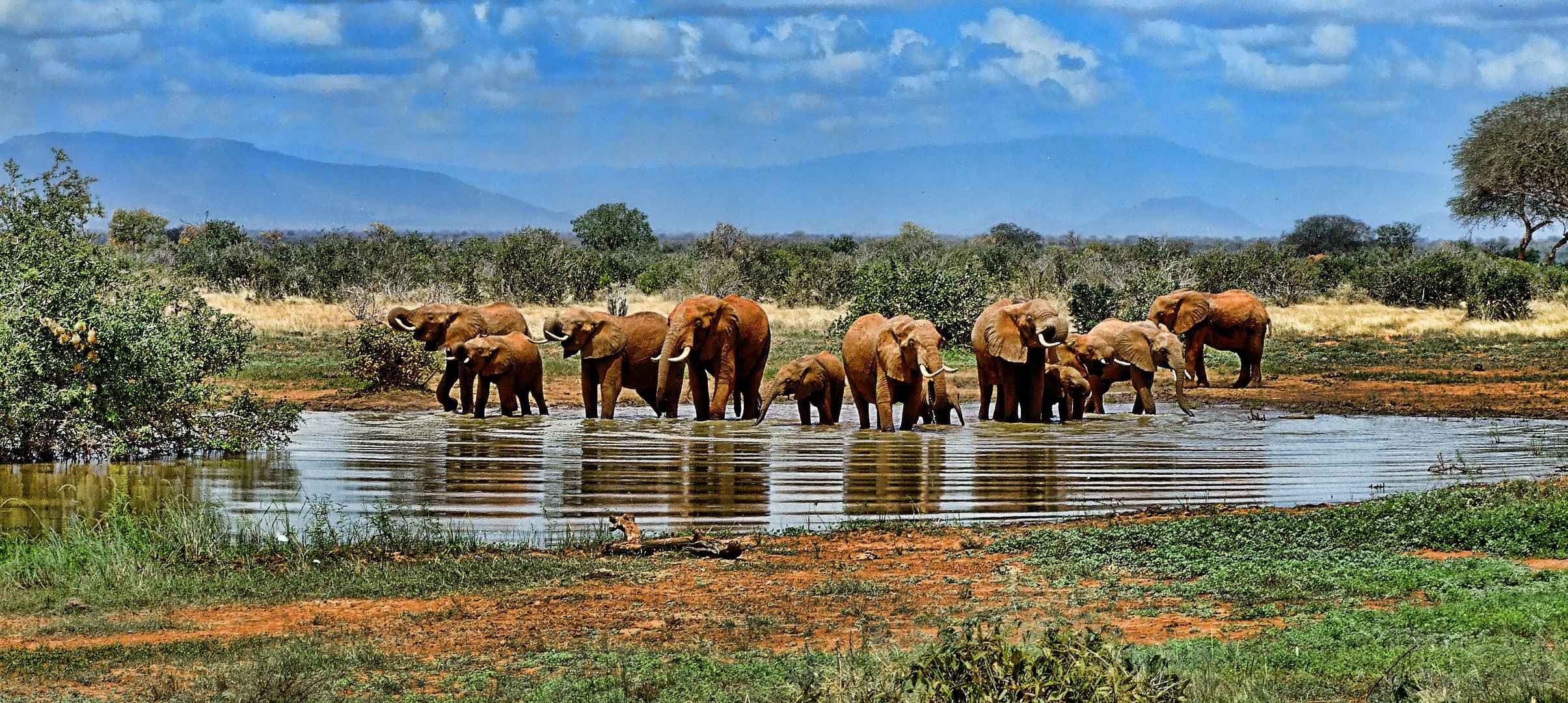 非洲草原大象群壁纸-