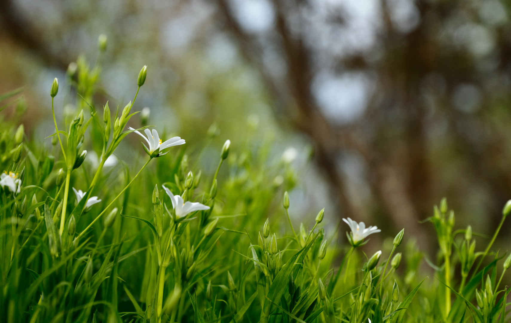 草地绿色植物小清新白色花朵壁纸