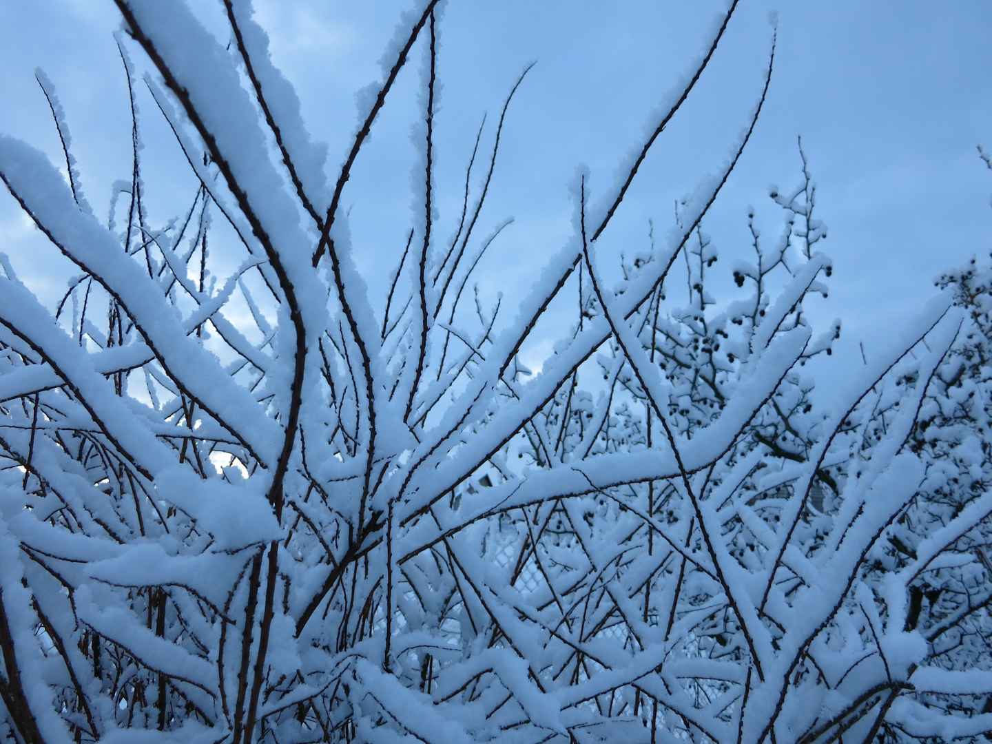 冬天树技上雪壁纸图片