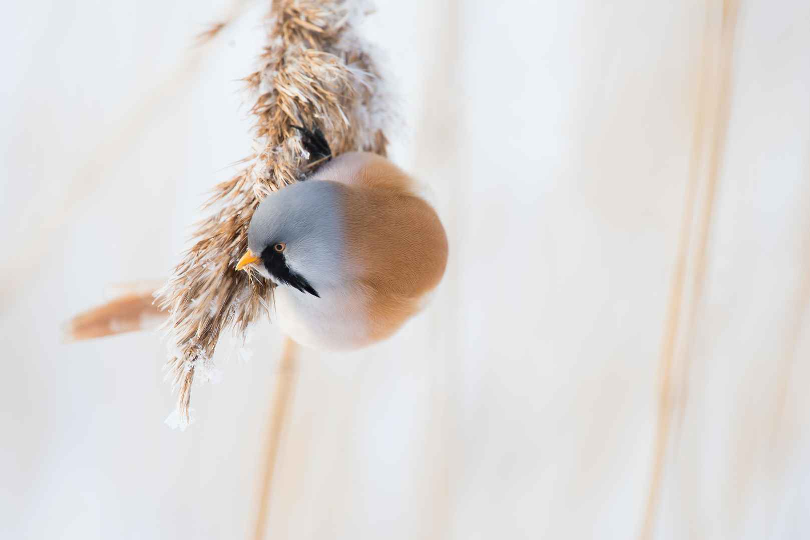 冬季拍摄鸟儿图片