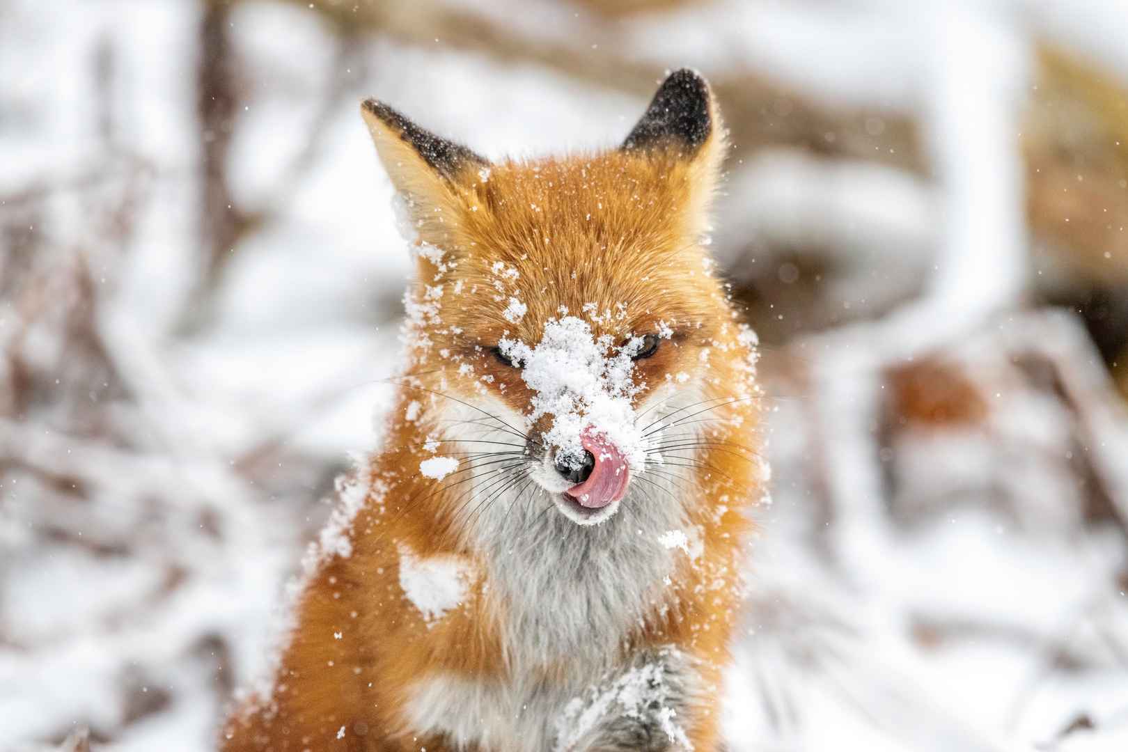 雪地里的雪狐壁纸图片-