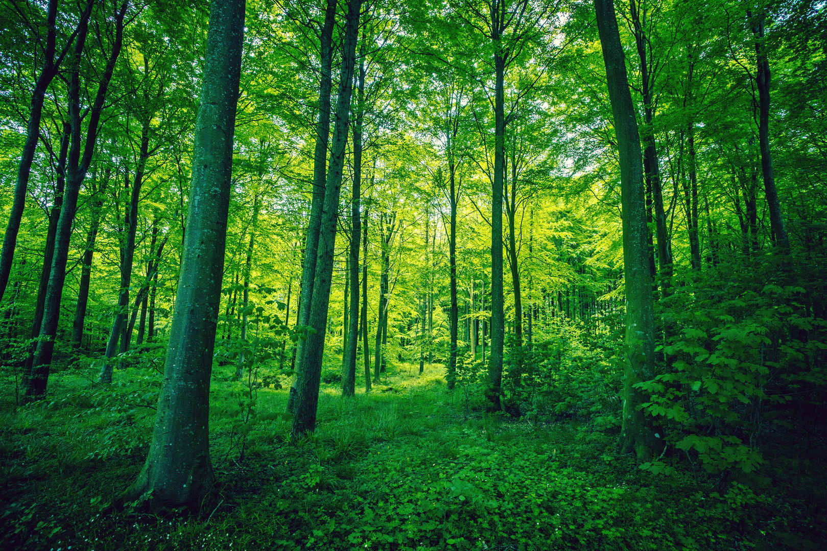 春天绿色森林壁纸-