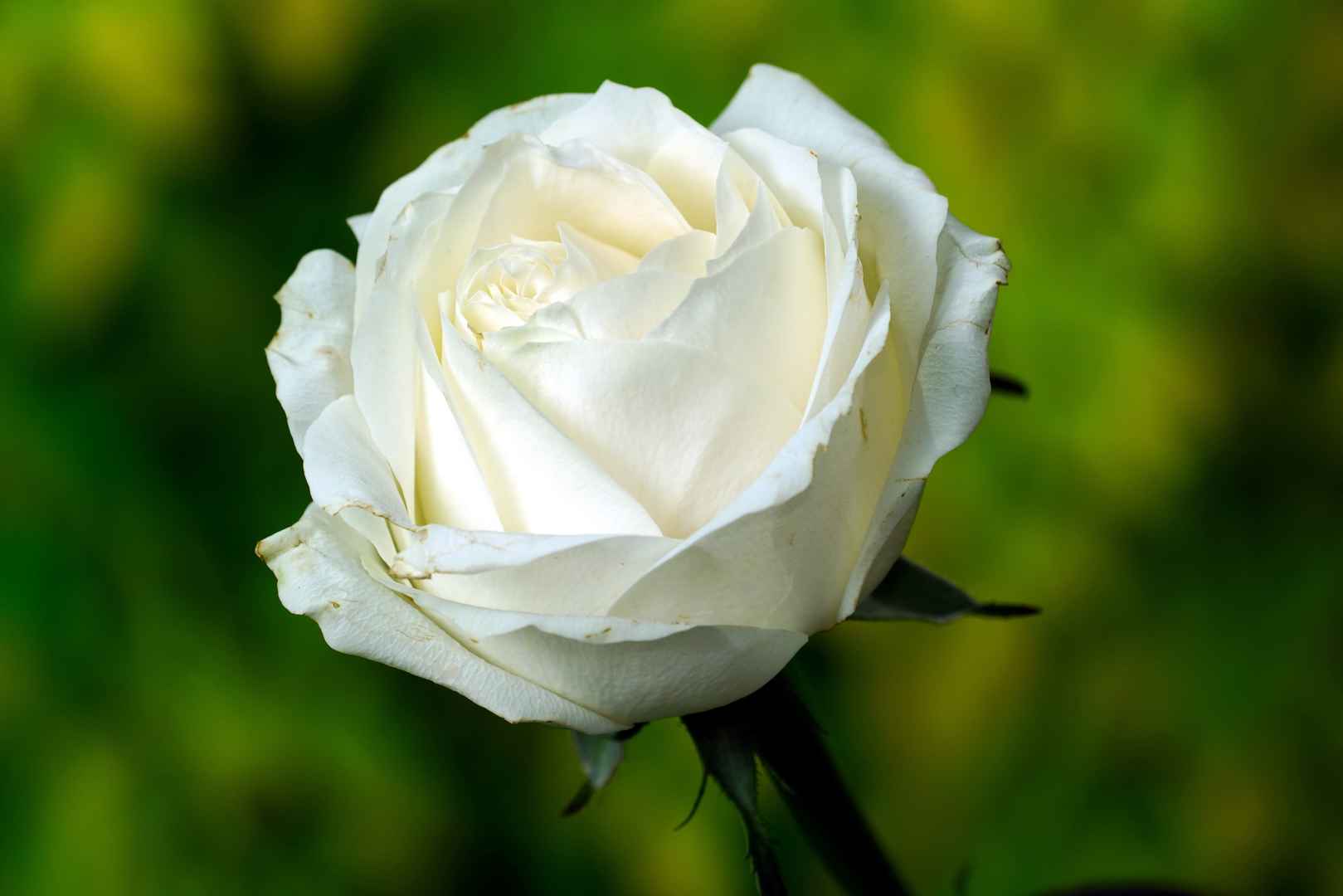 白色玫瑰花蕾8KZ壁纸图片-