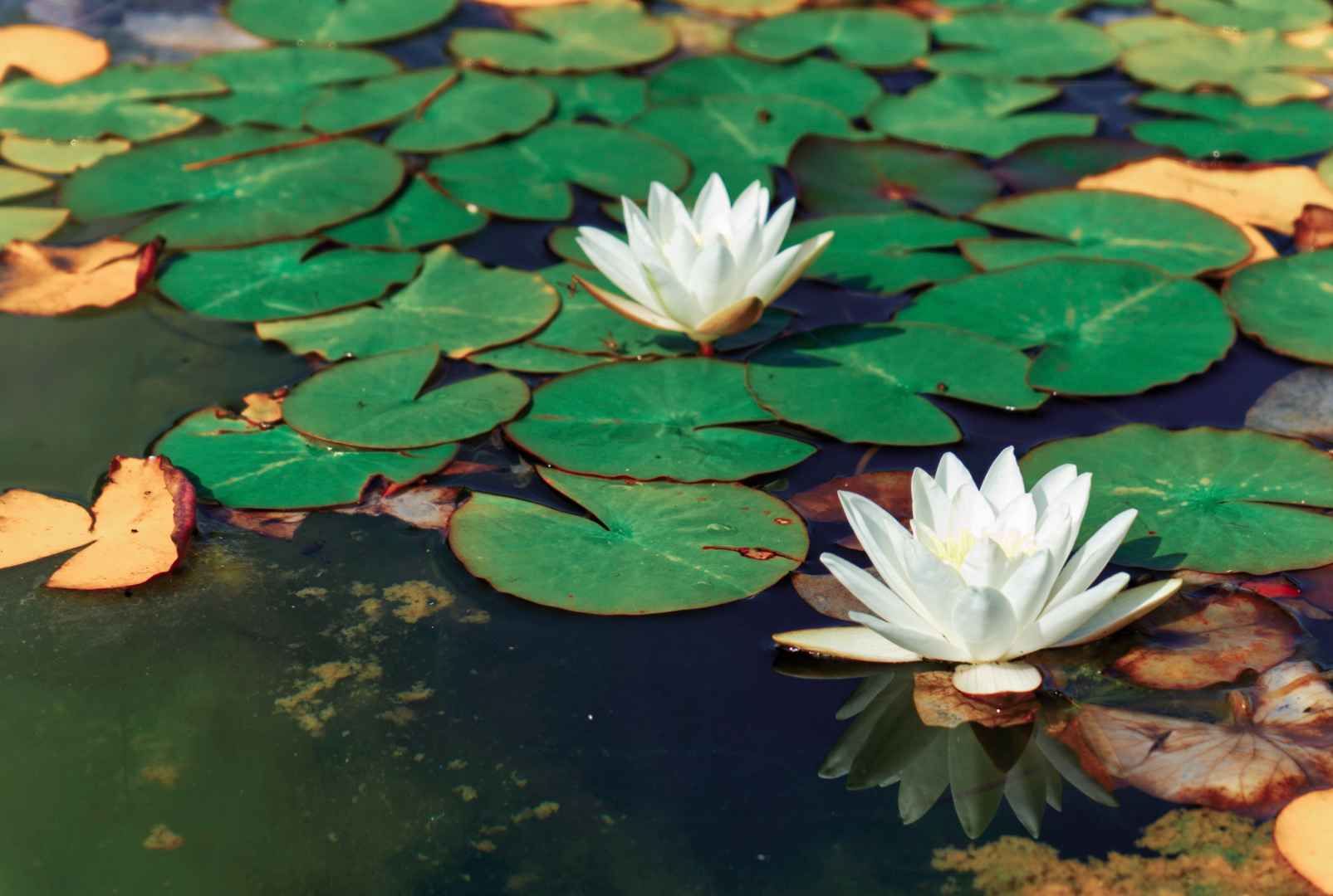 池塘白色睡莲花朵图片