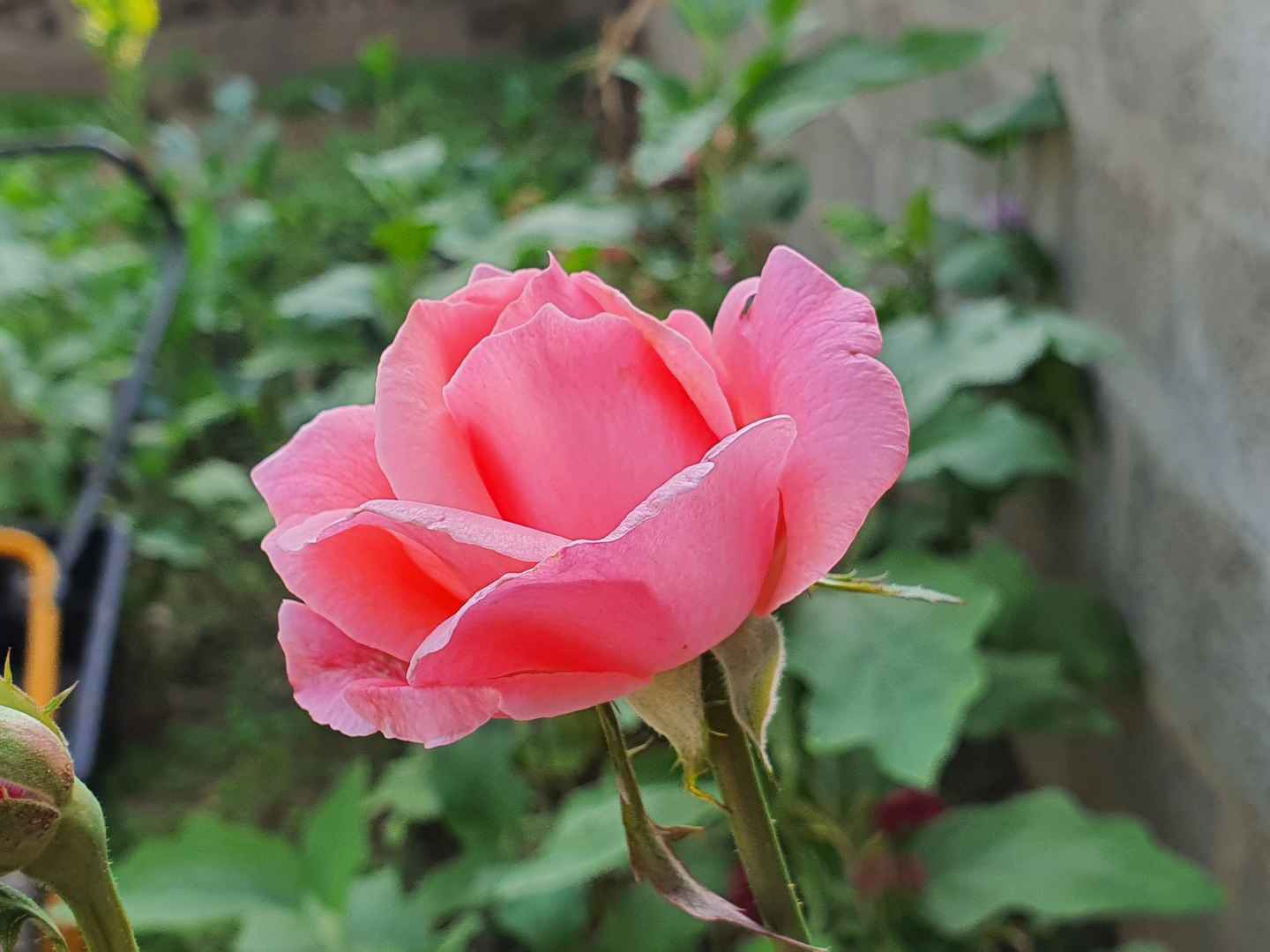 粉红色玫瑰花朵壁纸