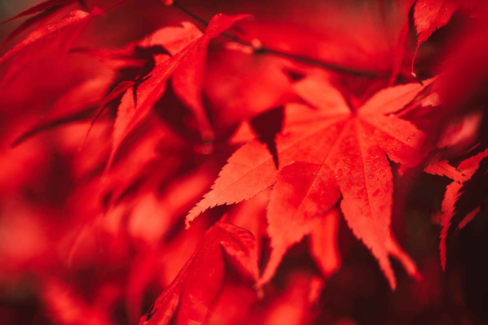 种槭树火红图片
