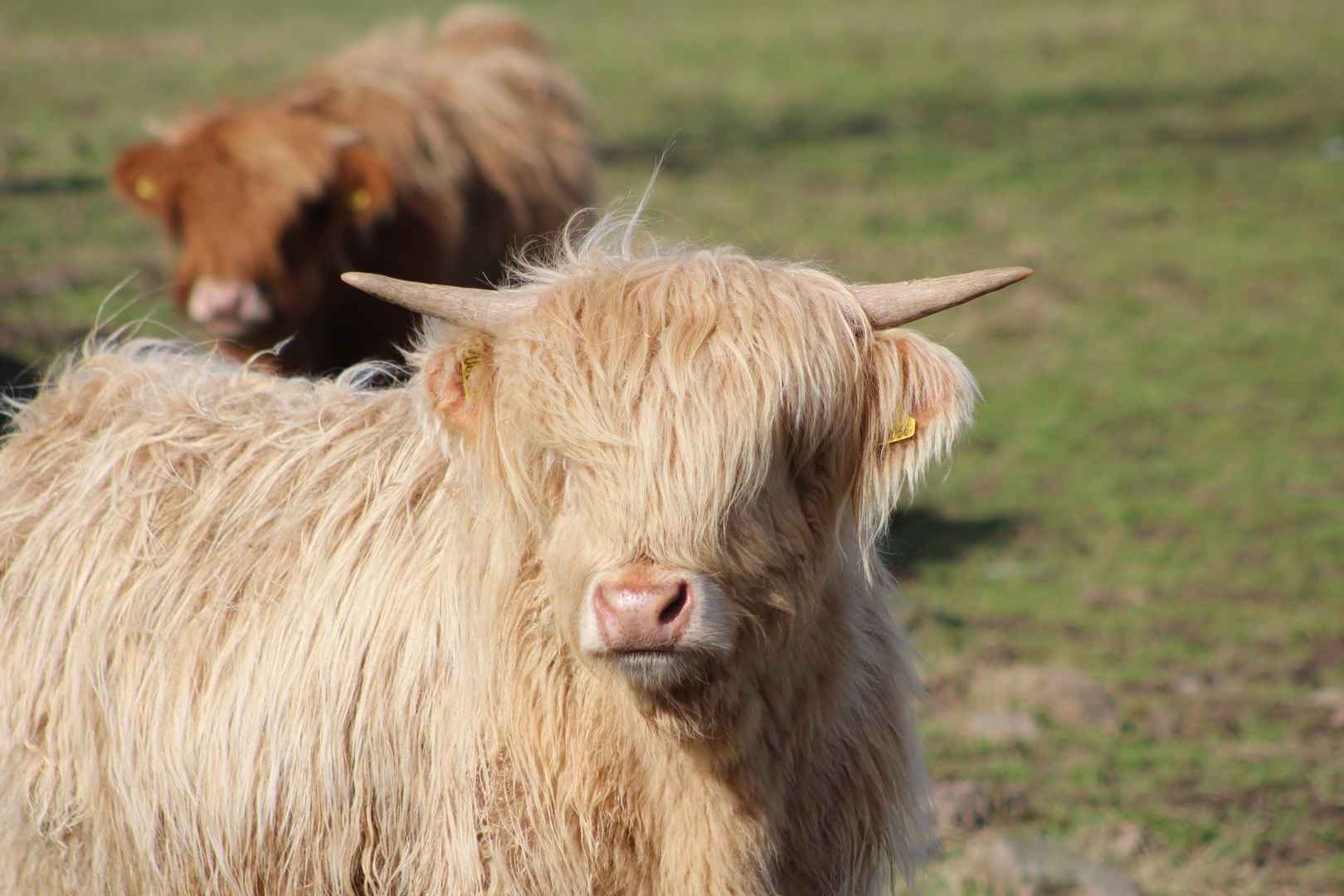 高原地区野牦牛牛壁纸图片