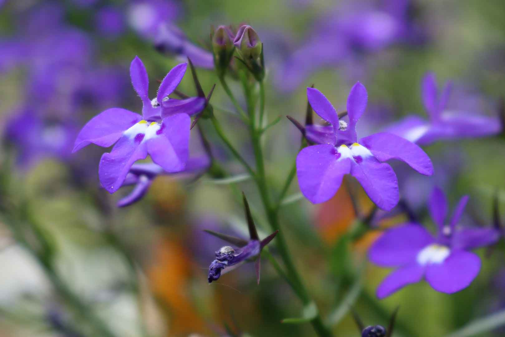 半边莲紫色花朵图片
