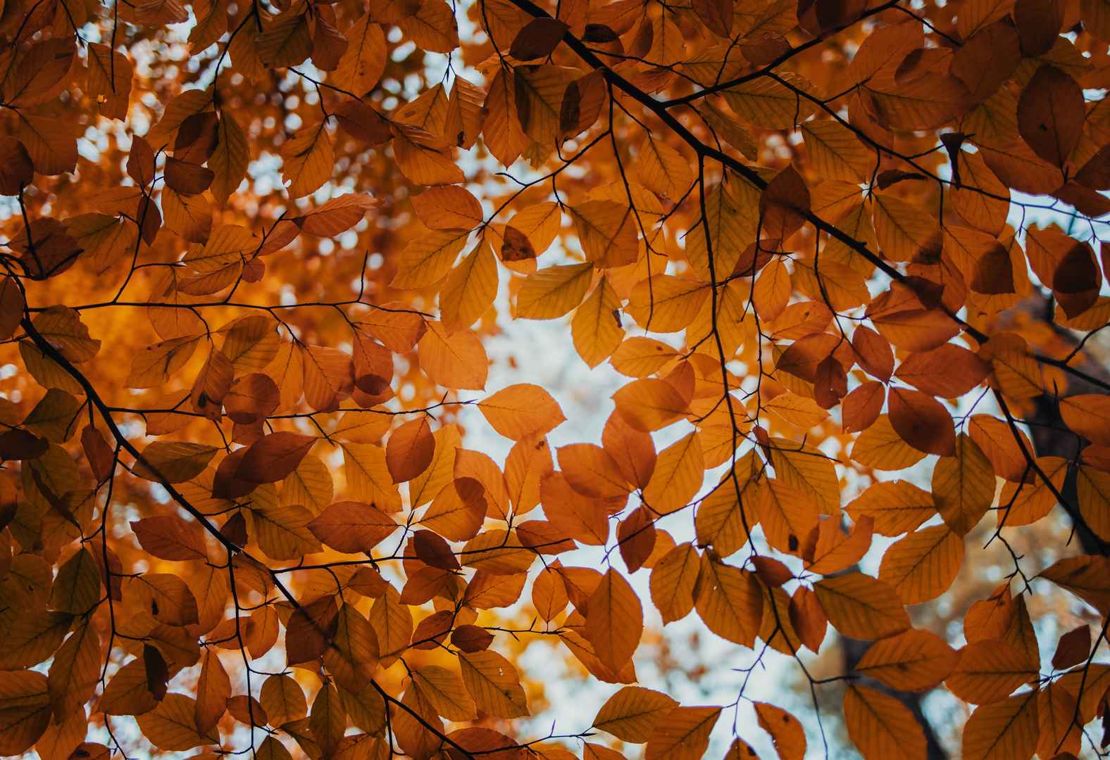 深秋树叶壁纸图片-