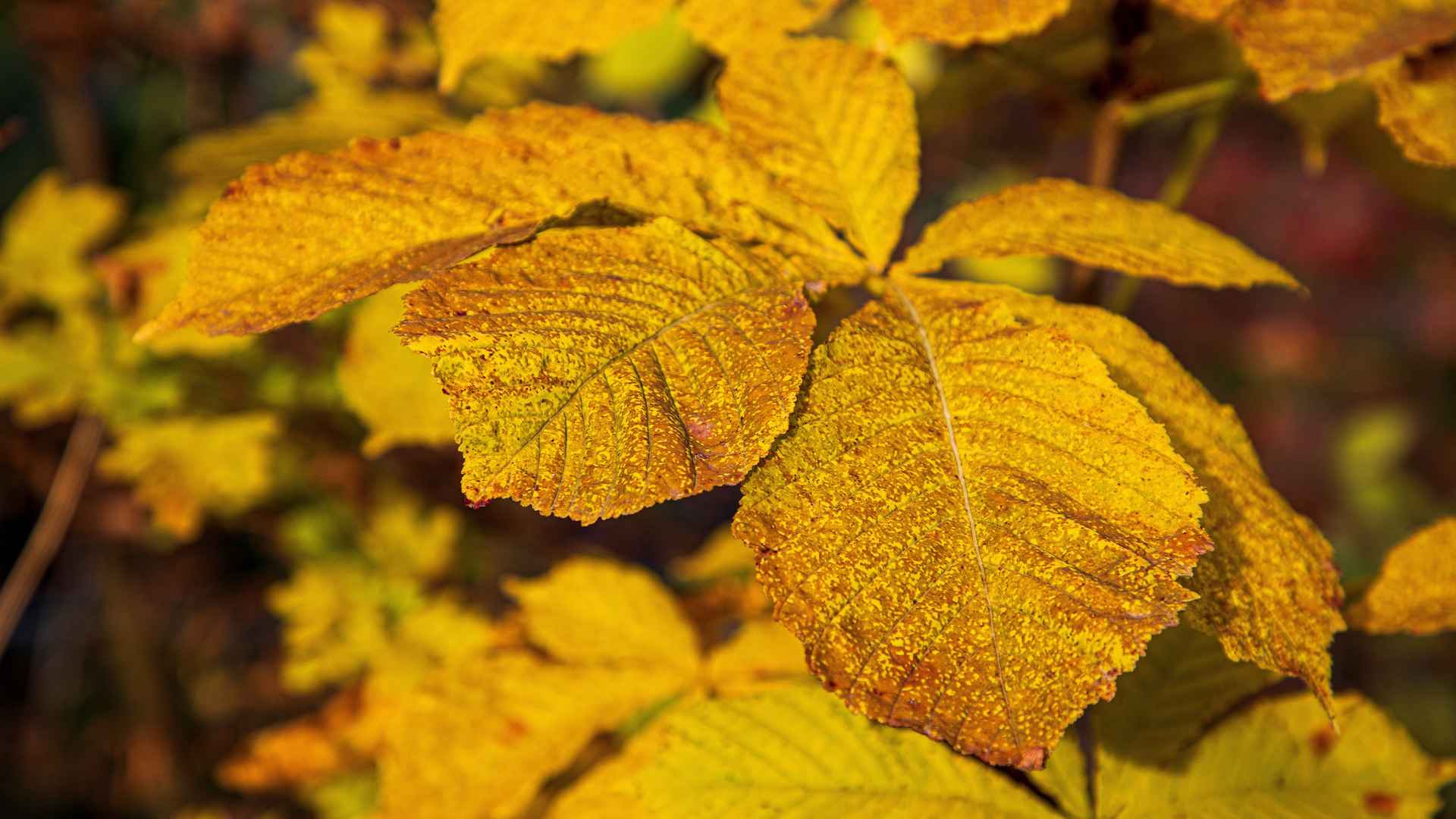 秋季黄叶子壁纸图片-