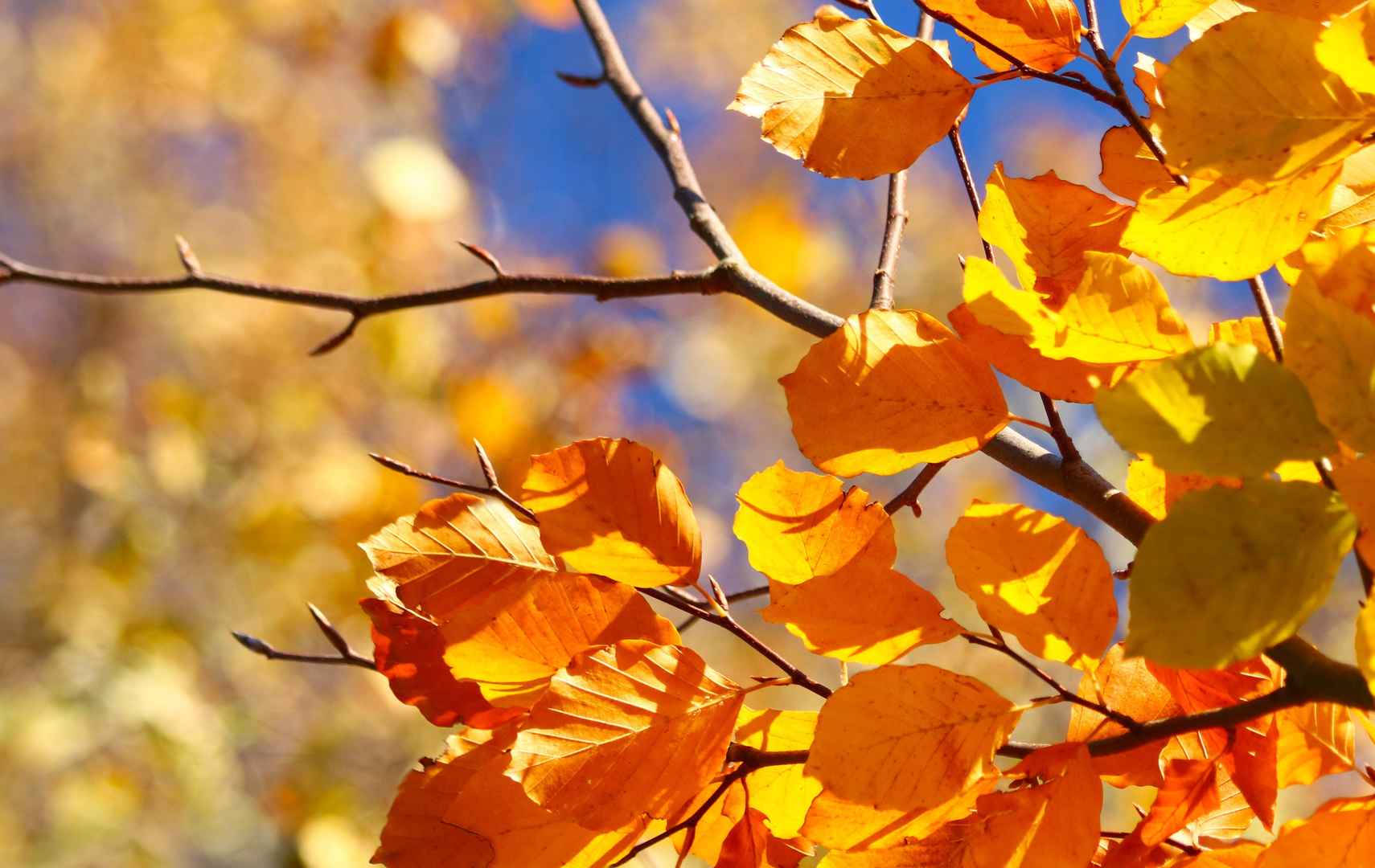 秋天树枝黄叶壁纸图片