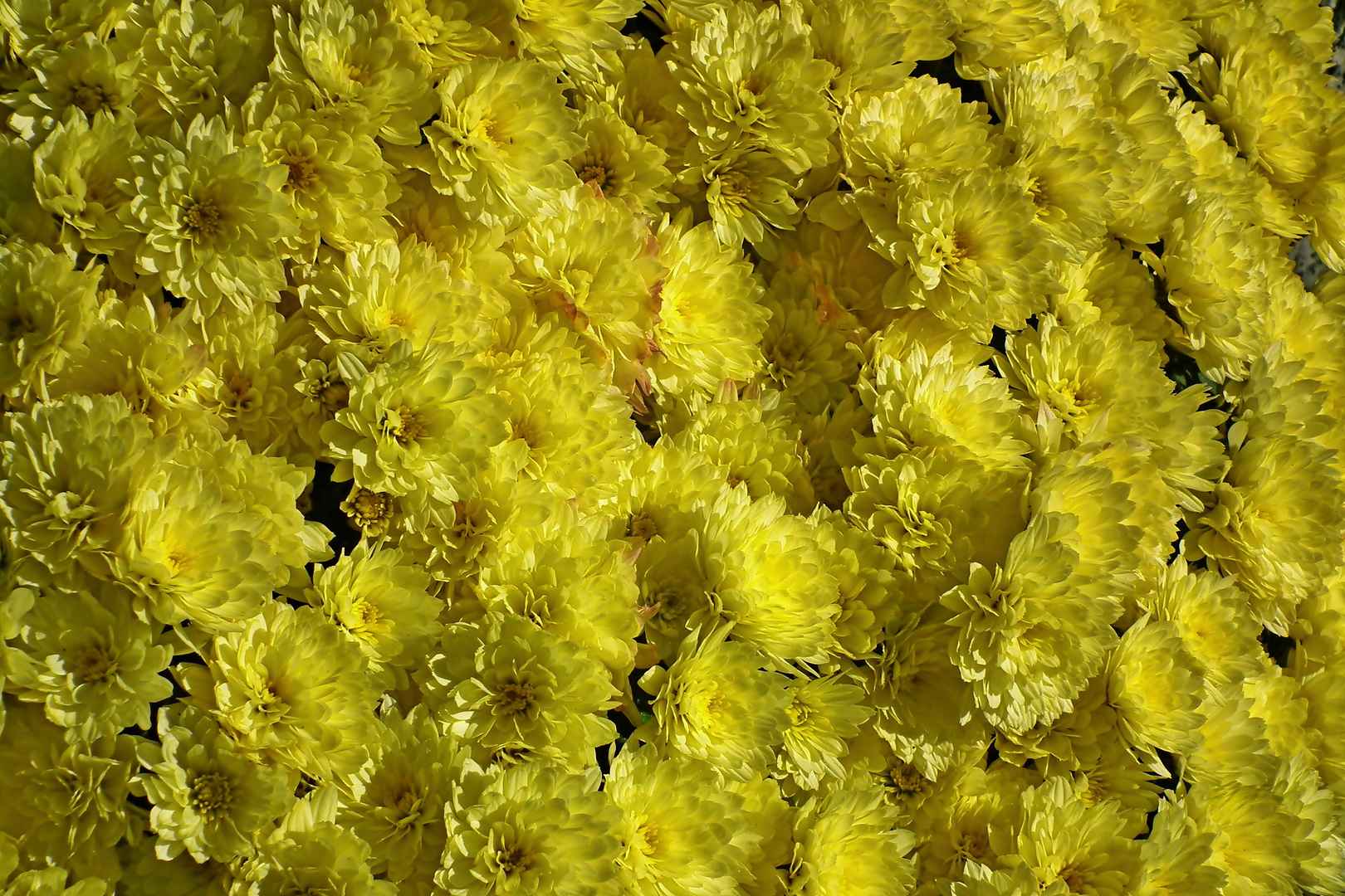 秋天收获的黄色菊花壁纸图片