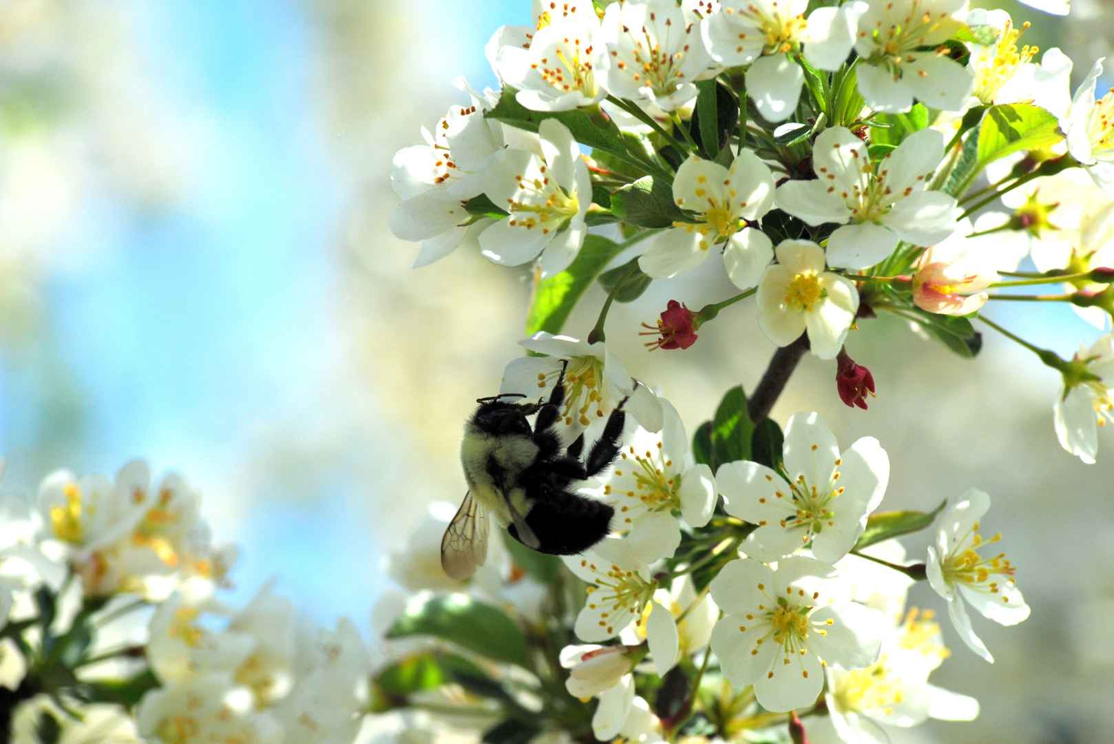樱花蜜蜂授粉壁纸图片