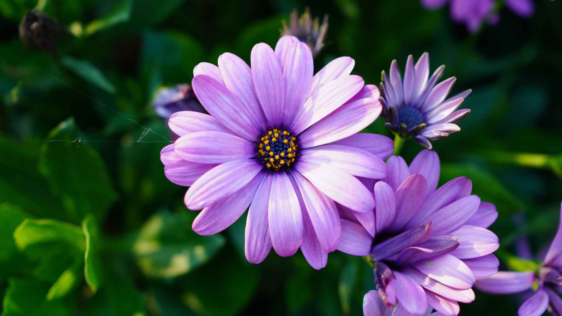 盛开紫色野菊花壁纸图片