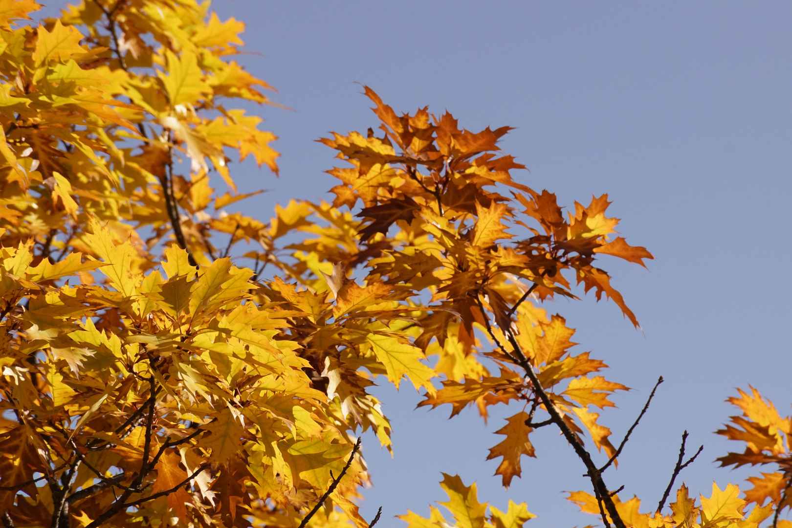 秋天黄色树叶壁纸图片