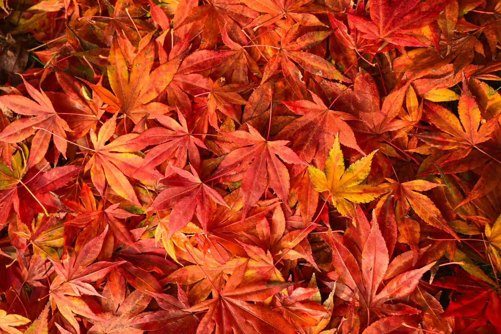 秋天红色枫叶落叶壁纸图片