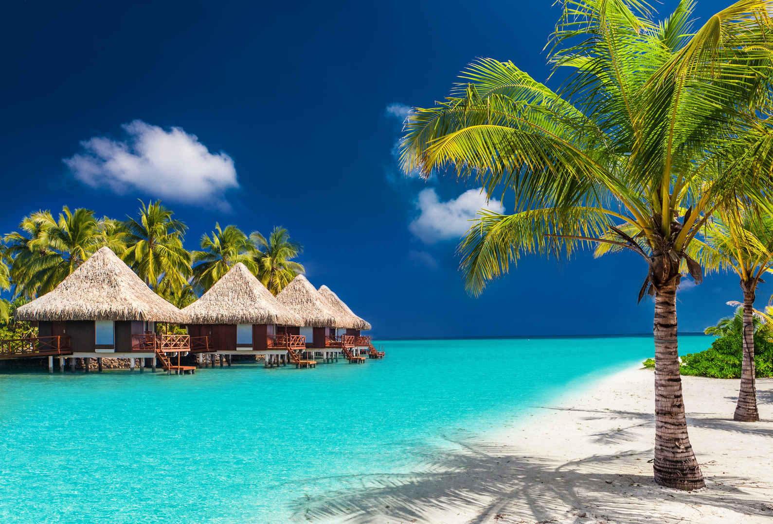 马尔代夫清爽海边椰树风景壁纸