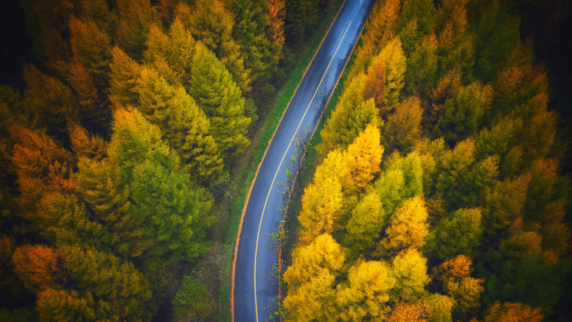 俯视秋天树林公路壁纸-