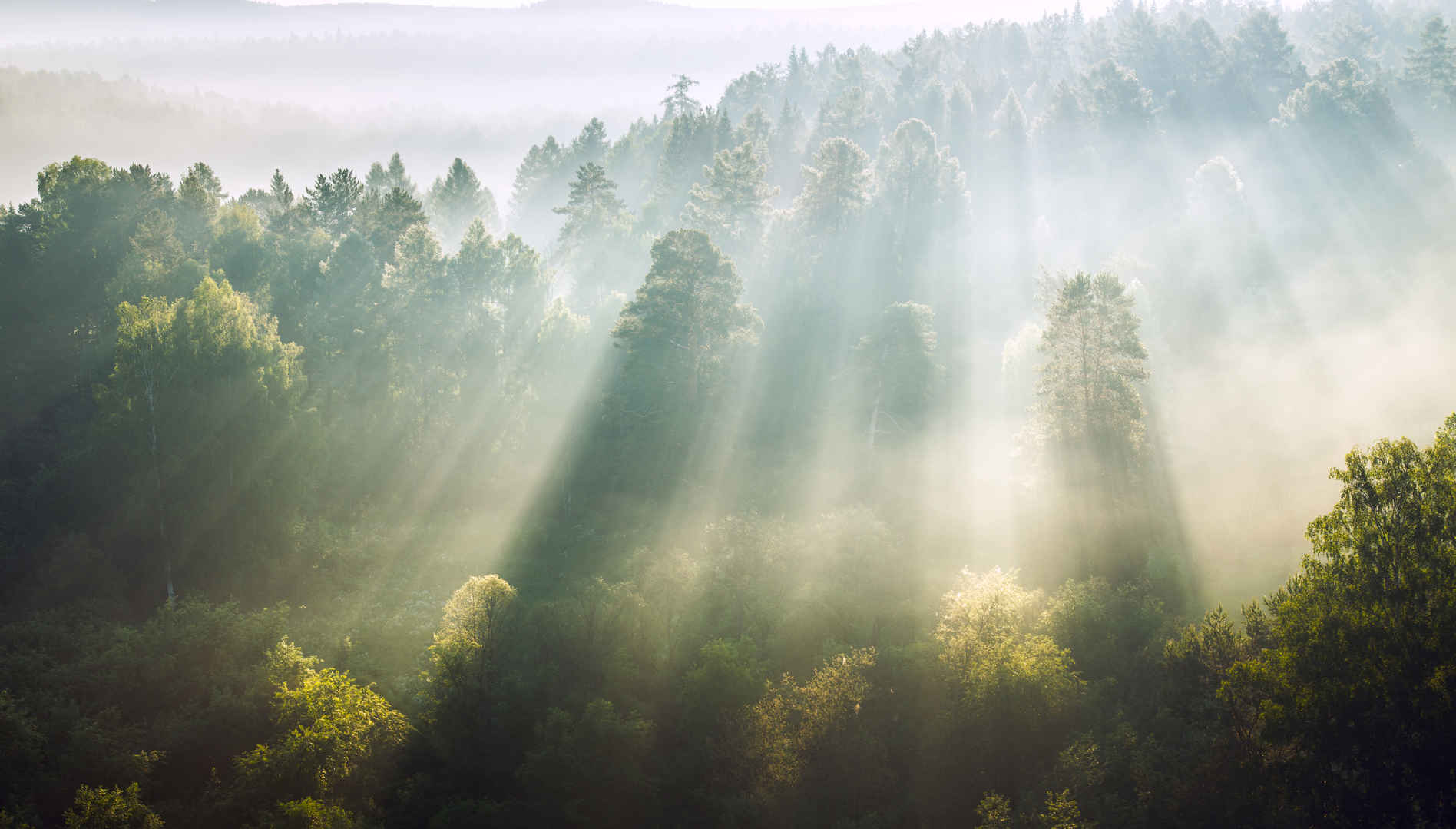 太阳光透过树林薄雾壁纸-