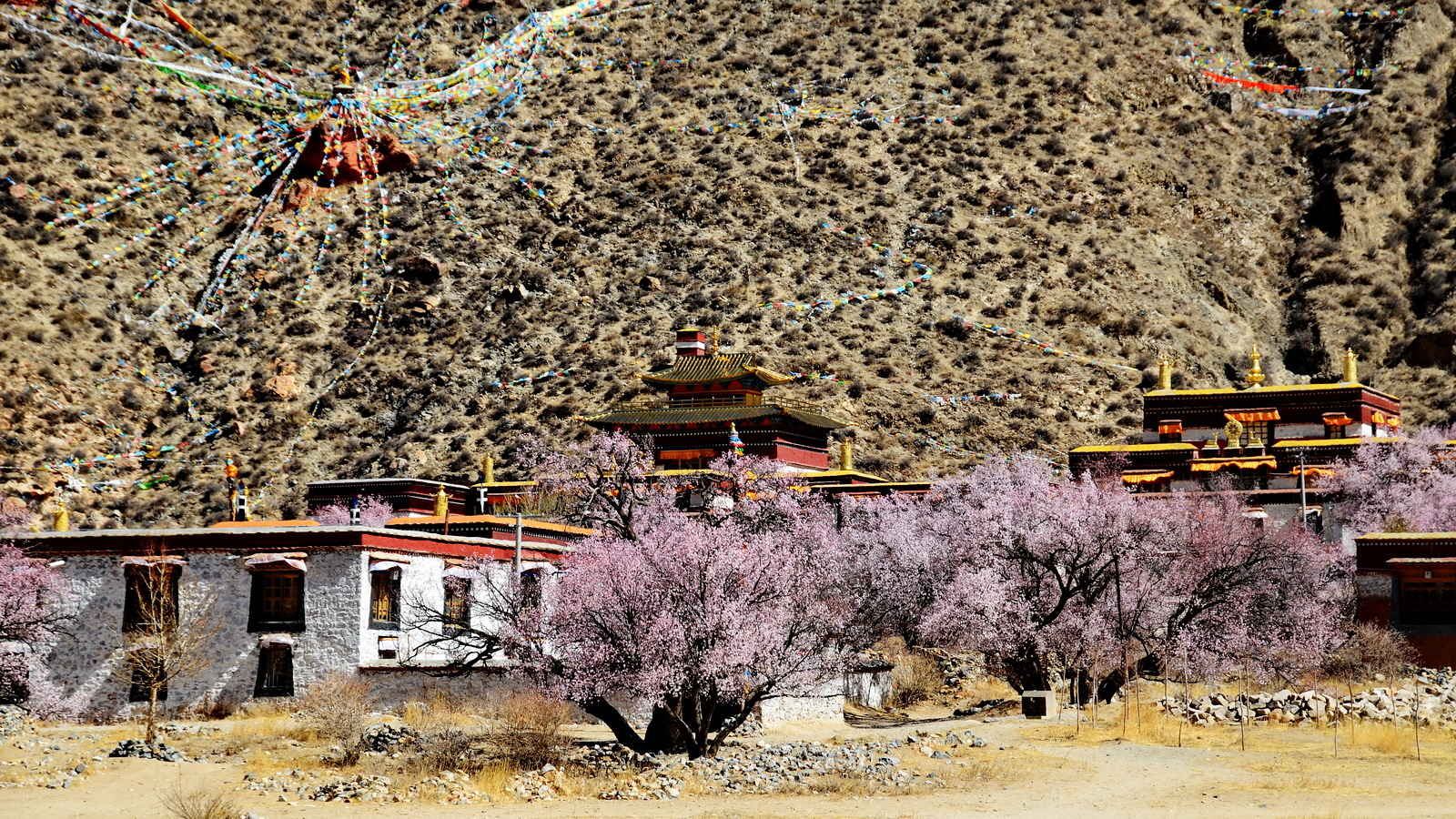 西藏雍仲林寺壁纸图片-
