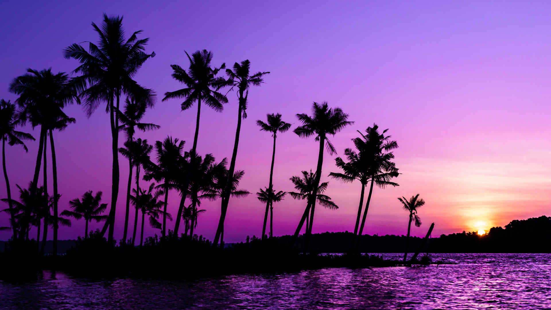  紫色的天空下棕榈树壁纸