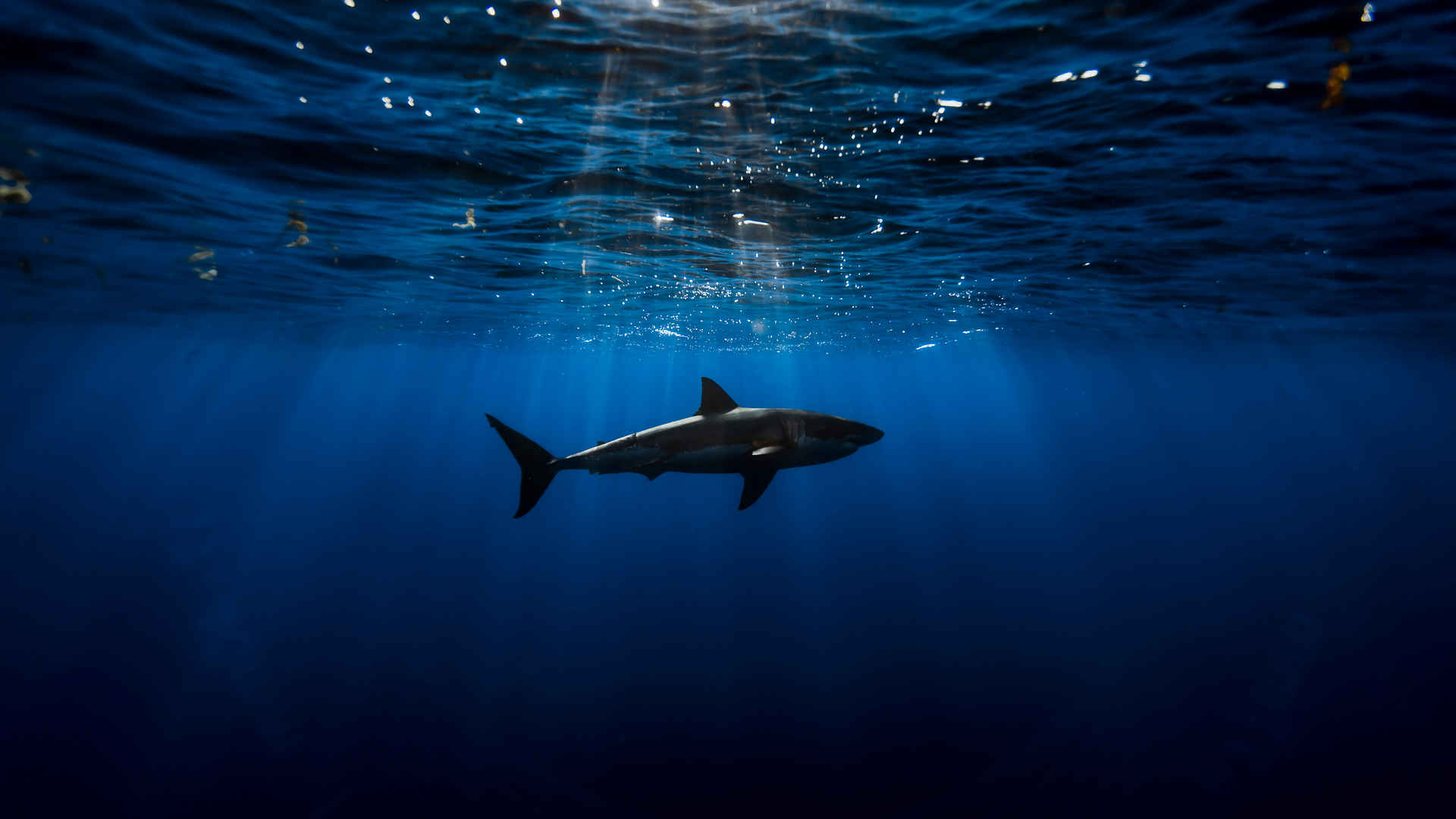 深海鲨鱼暗蓝壁纸