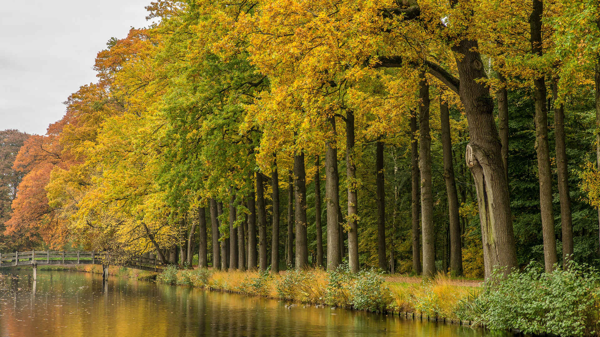 秋天树林河流壁纸图片-