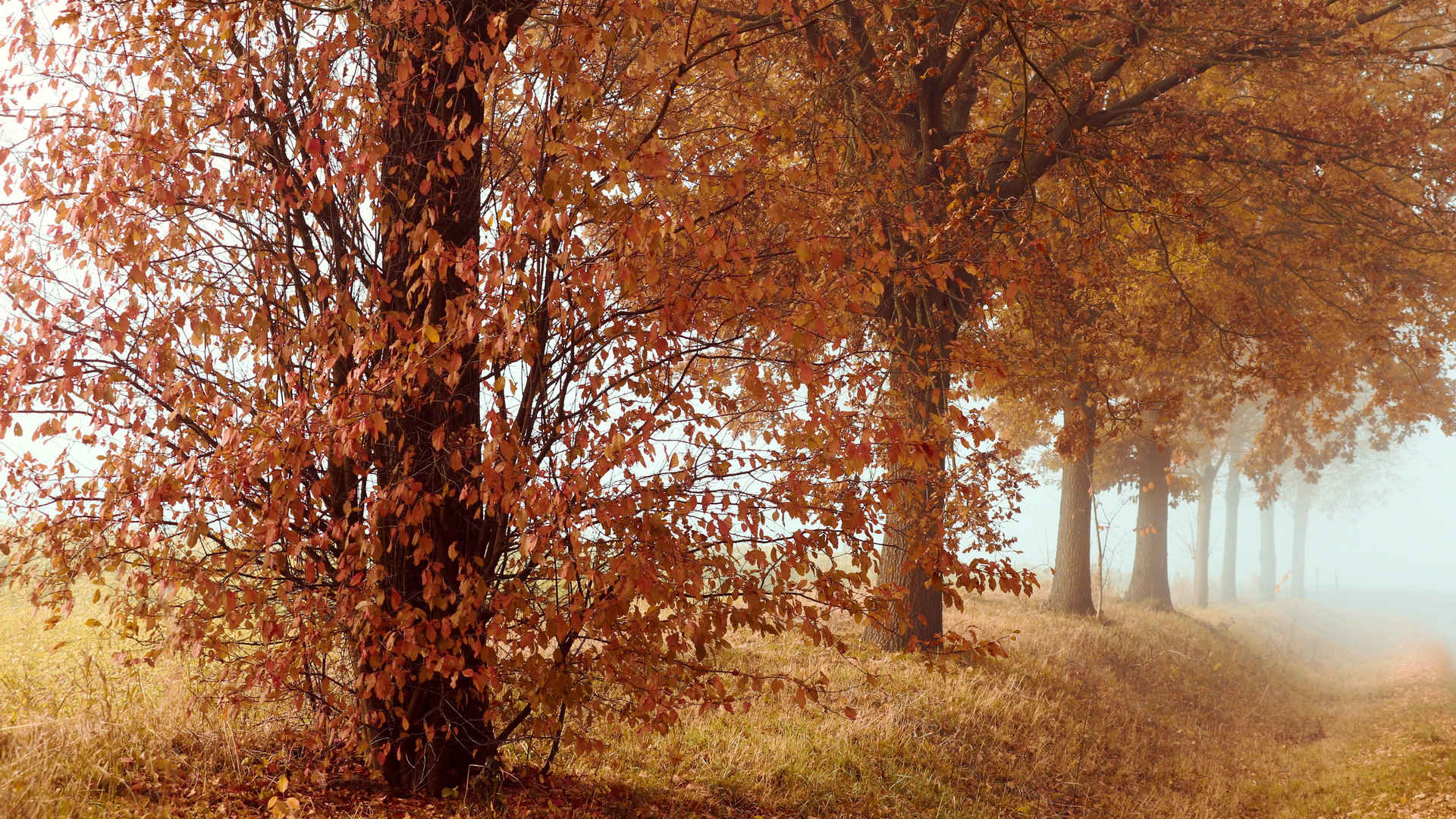 秋天橡树壁纸图片-