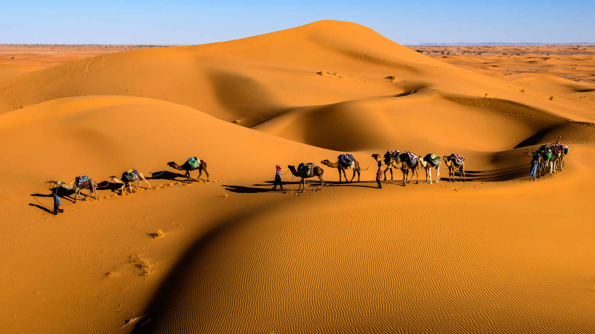 沙漠骆驼队壁纸图片-