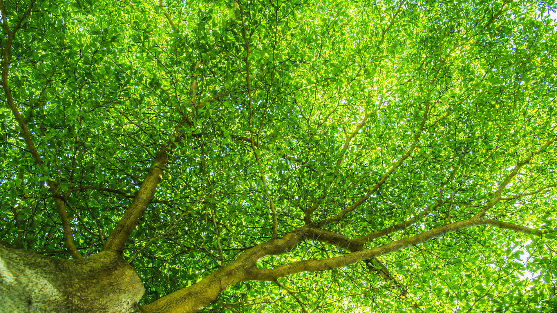 绿色枝繁叶茂的大树壁纸图片