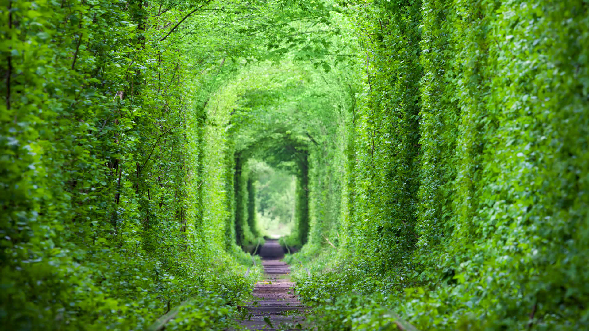 幽静绿植物隧道壁纸图片-