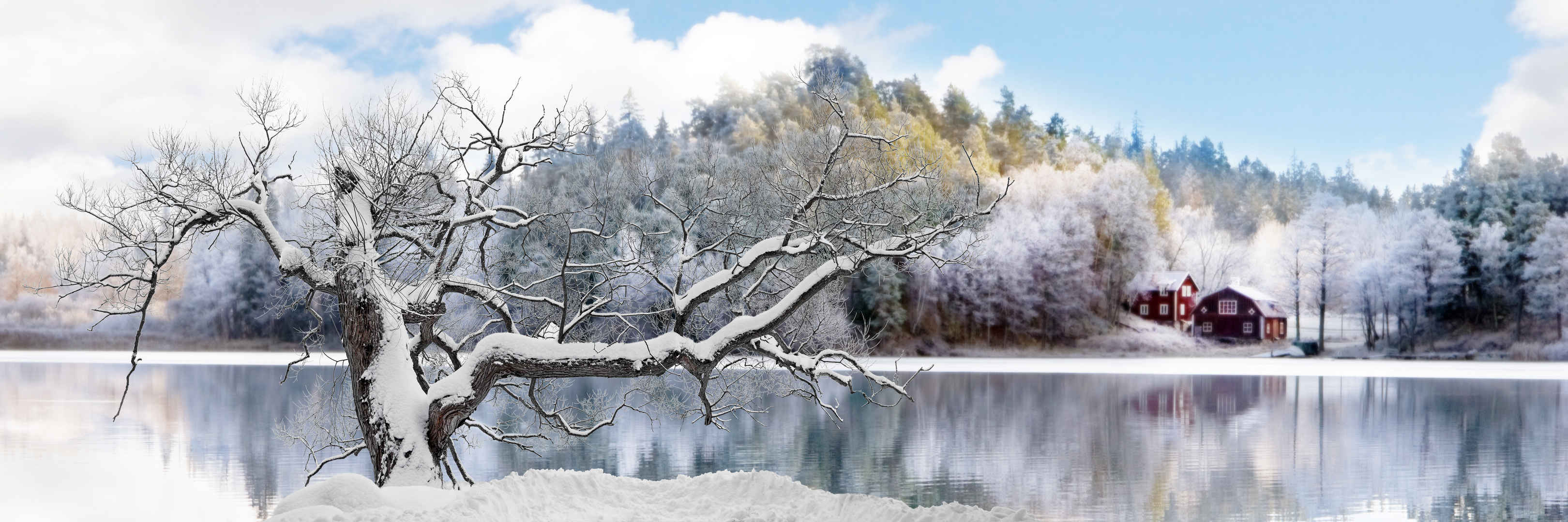 冬天寒冷老树挂雪壁纸图片-