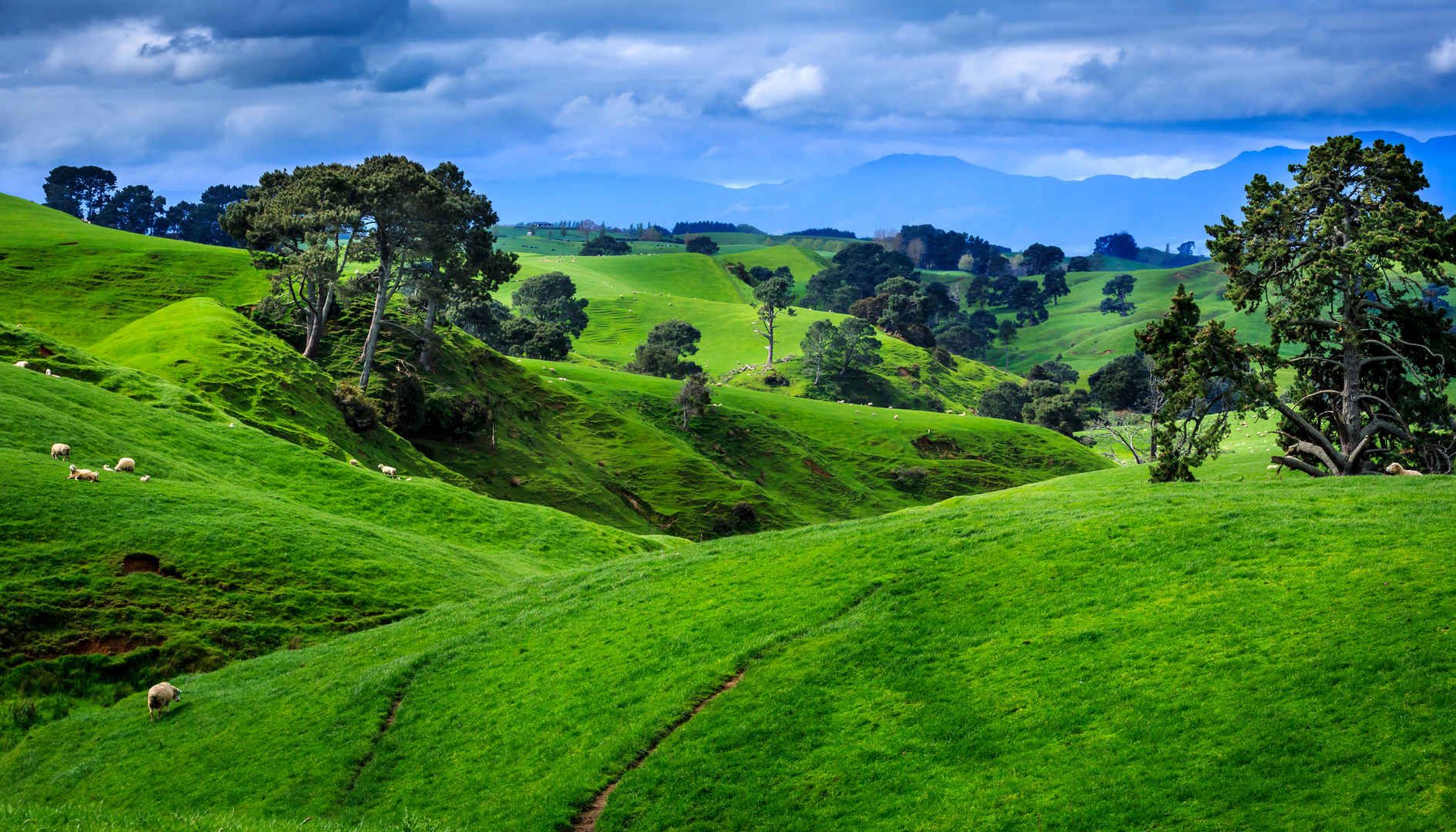 新西兰绿色田野壁纸图片