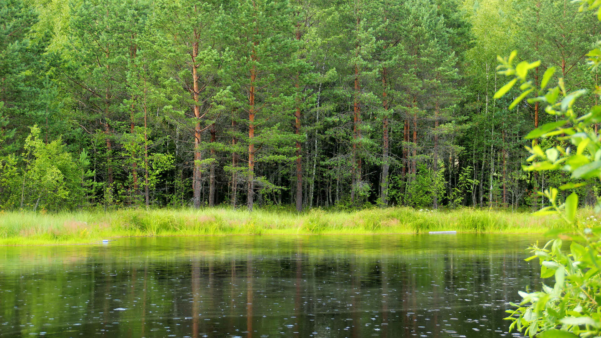 森林  树木 湖泊 绿色壁纸