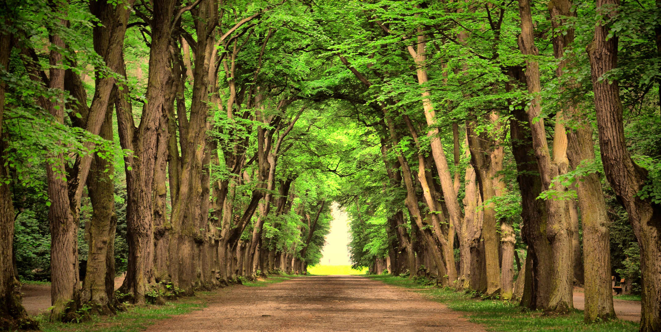 绿色树林环保公路壁纸