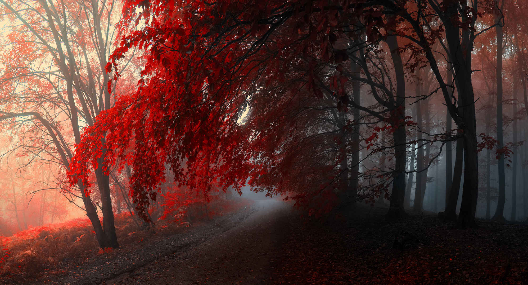 秋天森林红色树叶壁纸