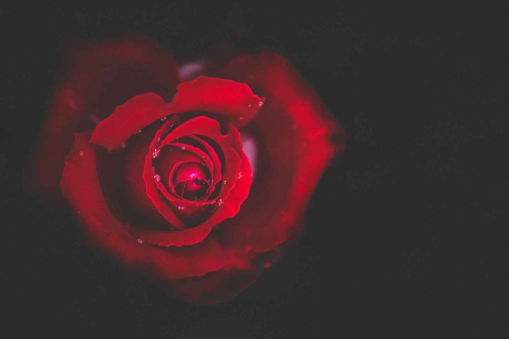 红玫瑰暗色背景高清图片