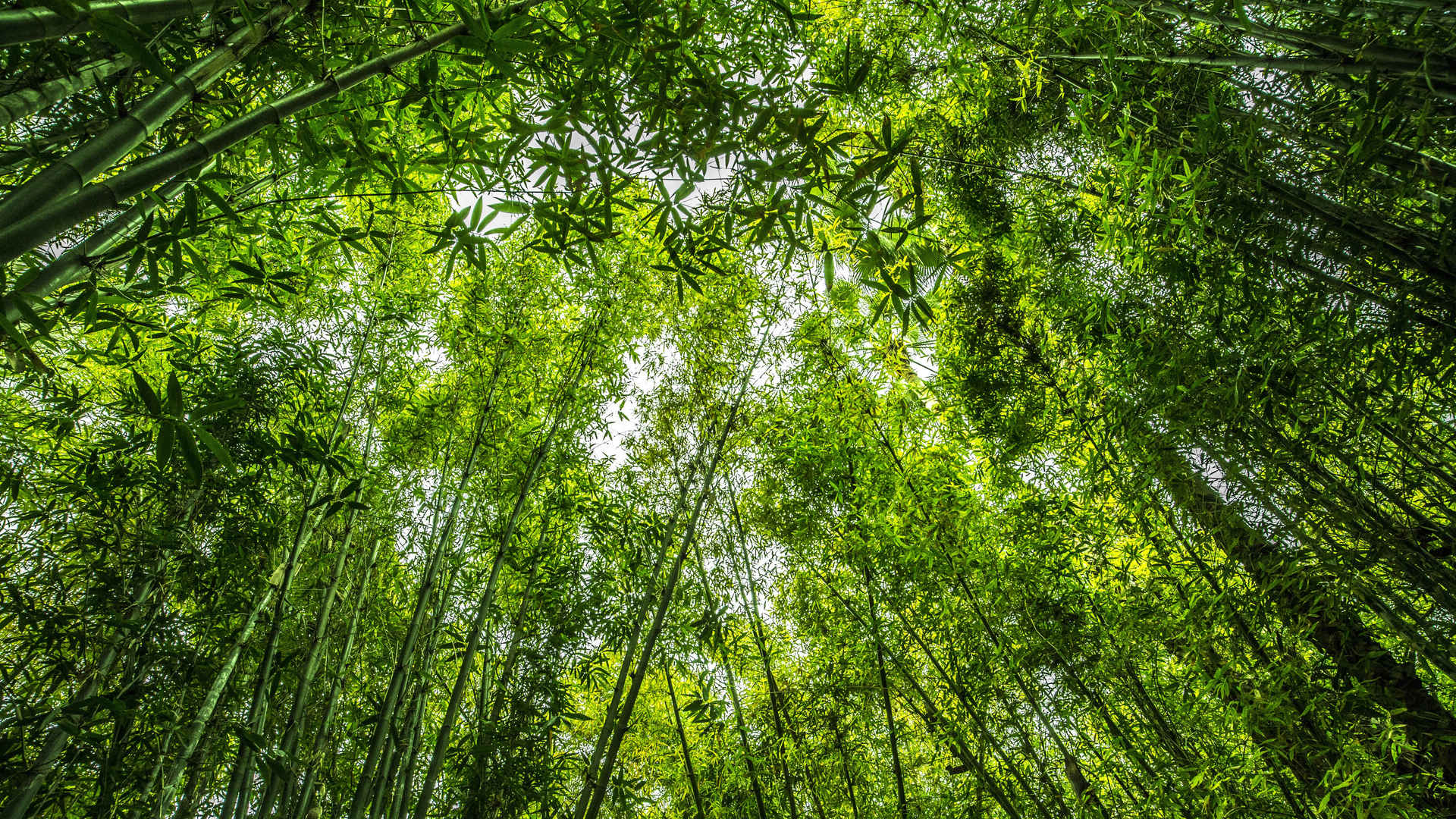 四季常青的竹子护眼壁纸图片