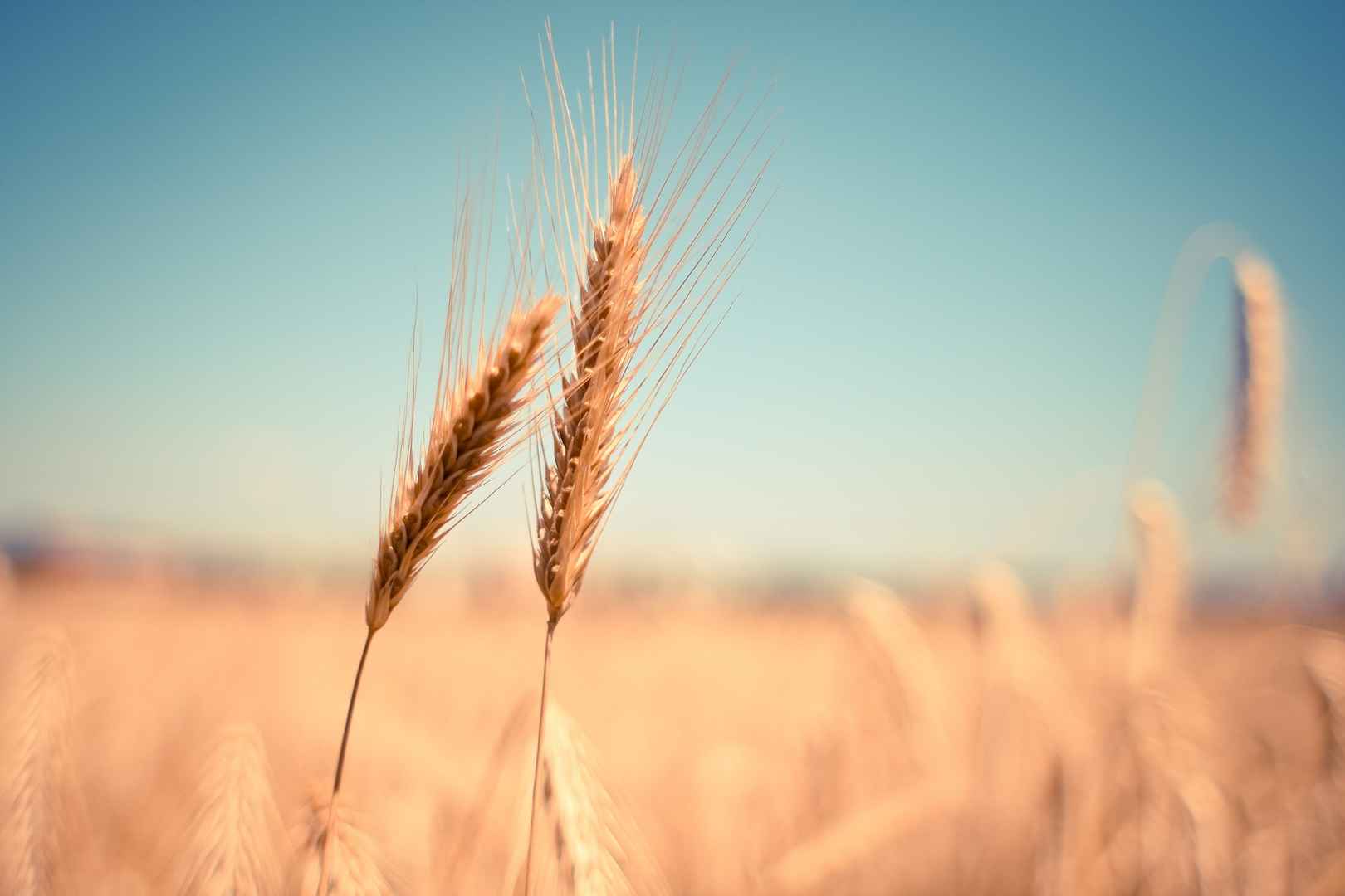 稻田里的小麦唯美小清新壁纸-