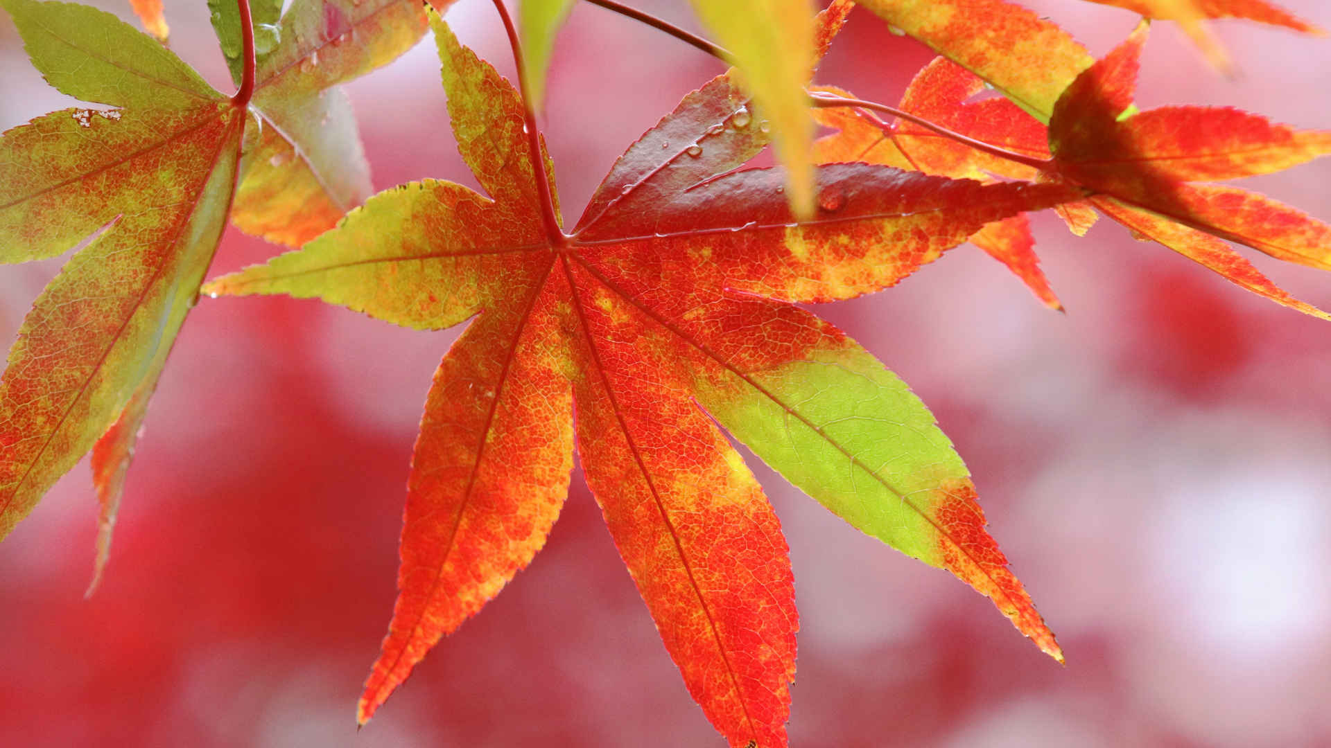 秋天枫叶最美图片