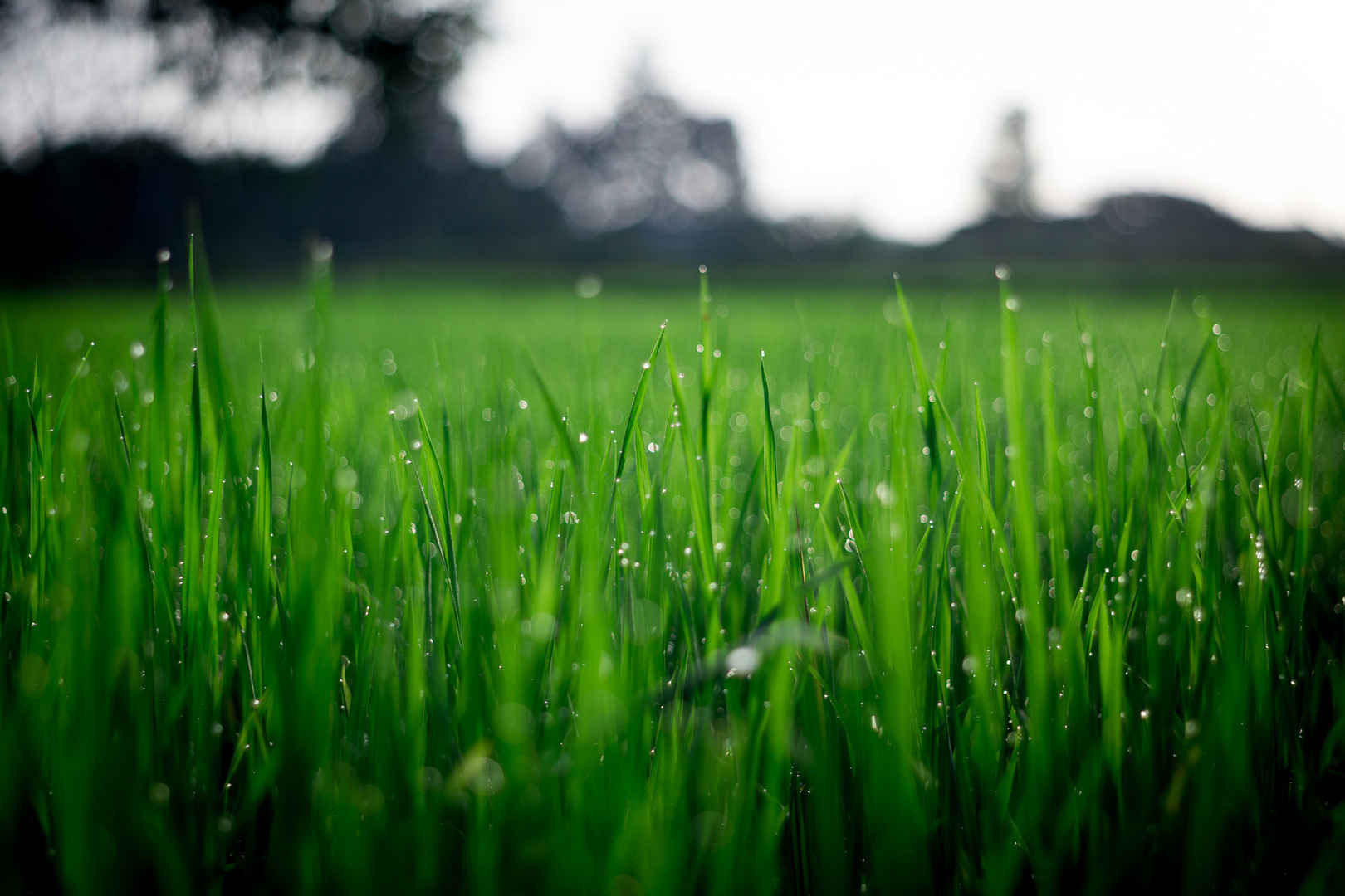 绿色地貌草地下雨水滴电脑壁纸-