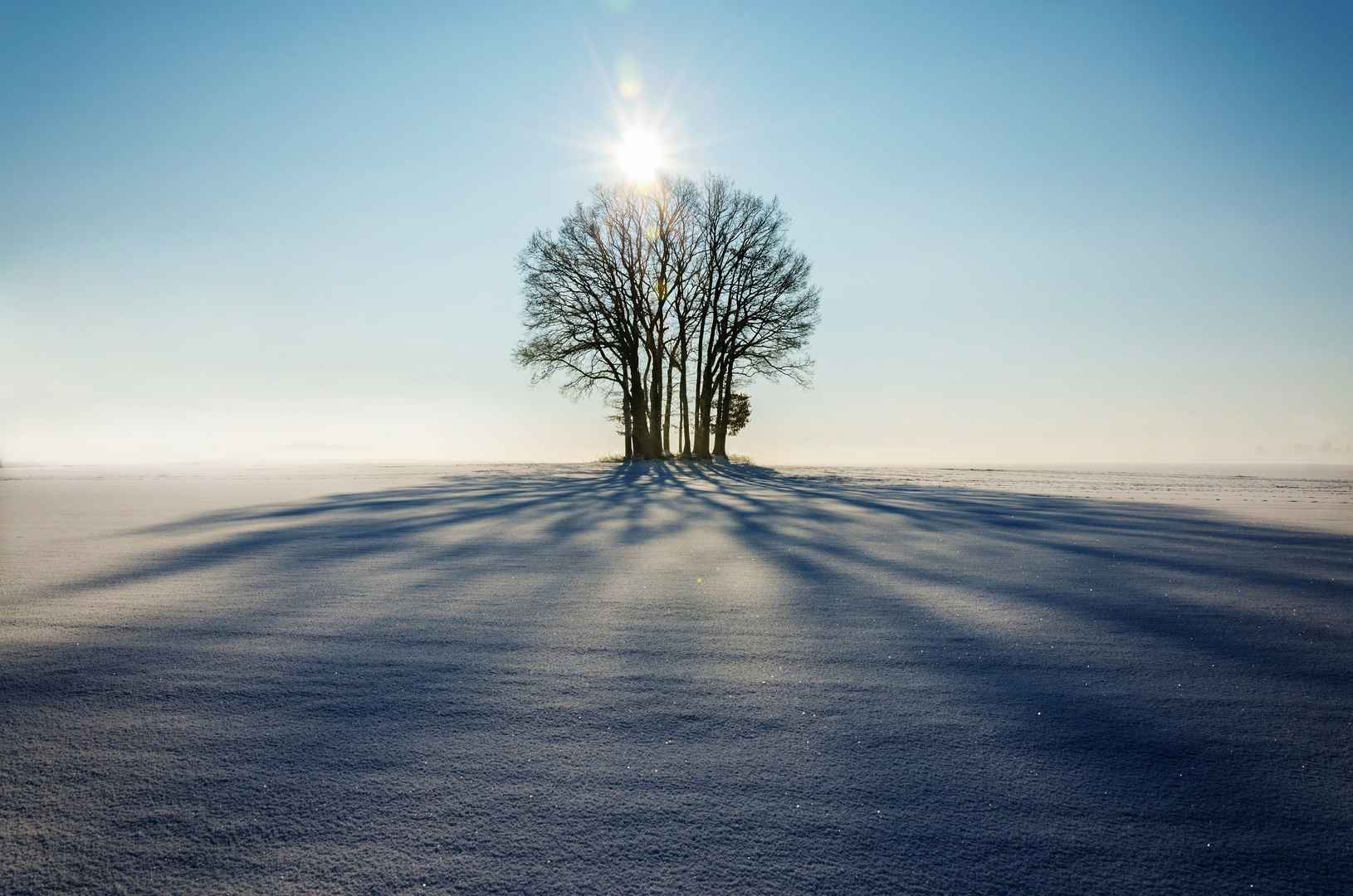 冬天 树 太阳 4k风景壁纸